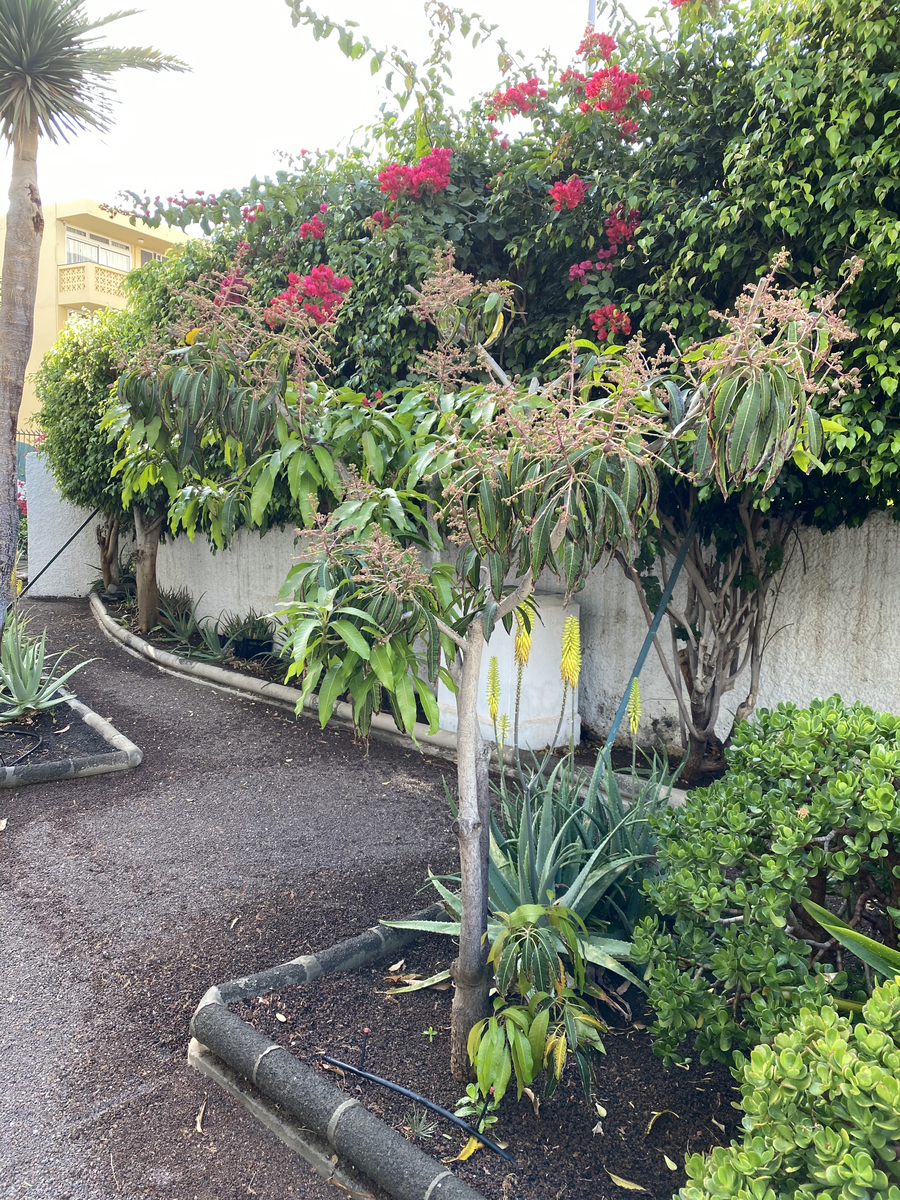 Caroni — Playa del Ingles, Canary Islands