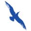 Cape Air