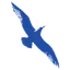 Cape Air