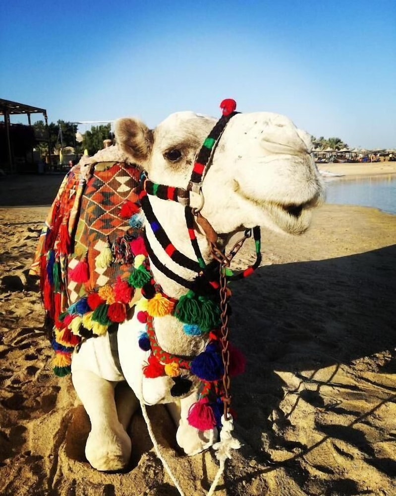 TUI MAGIC LIFE KALAWY - All inclusive — Attractions in the area in El Quseir, Red Sea