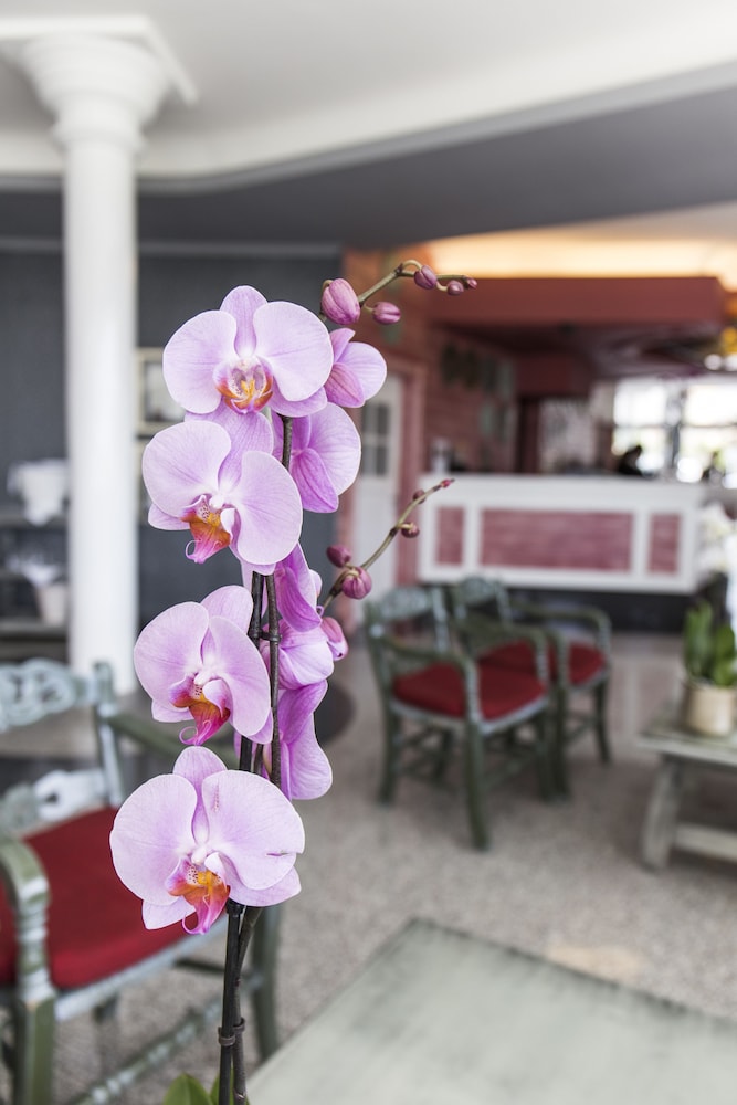 Hotel Colón Guanahaní Adults Only — Restaurant & bars in Costa Adeje, Canary Islands