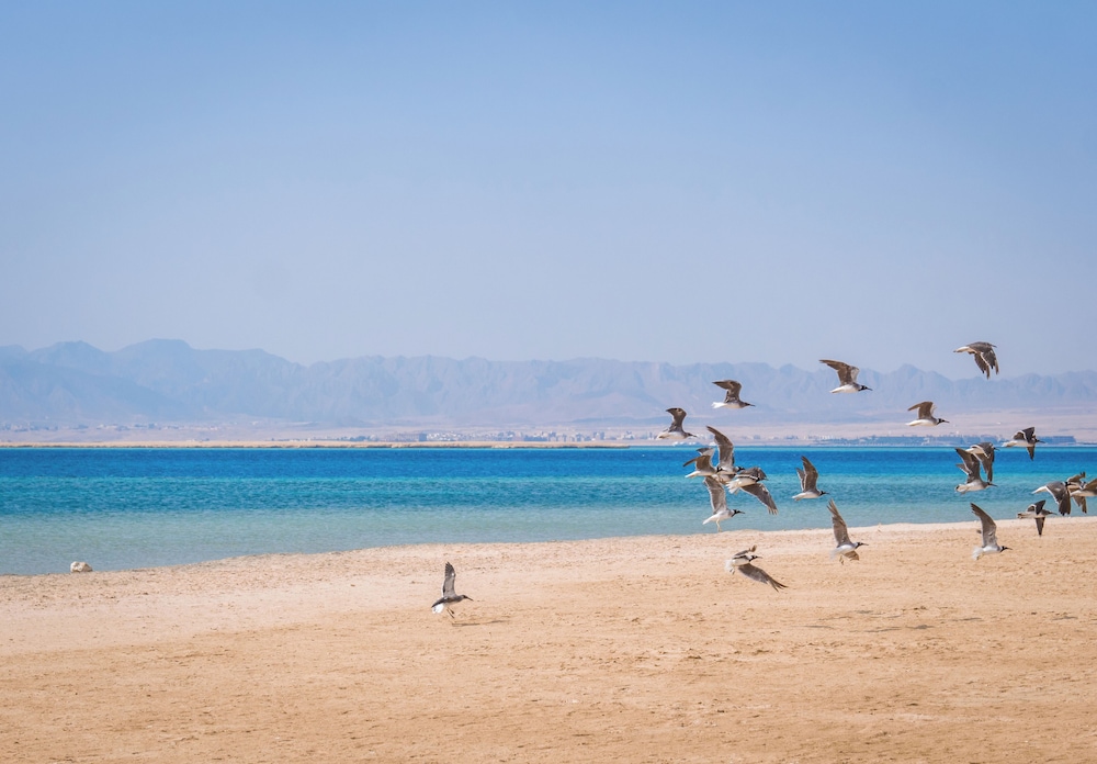 The Cascades Golf Resort Spa and Thalasso — Beach in Soma Bay, Red Sea