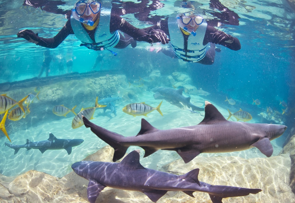 Staybridge Suites Orlando at SeaWorld by IHG — Sports & recreation in Orlando, Florida