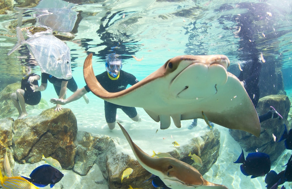 Staybridge Suites Orlando at SeaWorld by IHG — Sports & recreation in Orlando, Florida