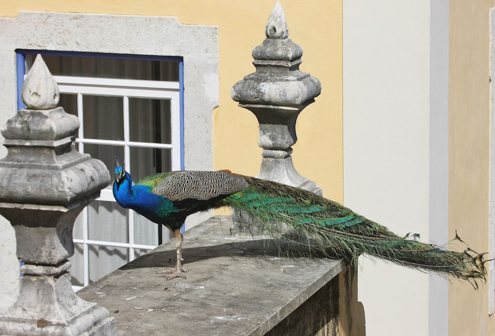 Solar Do Castelo, a Lisbon Heritage Collection — Attractions in the area in Lisbon, Lisboa