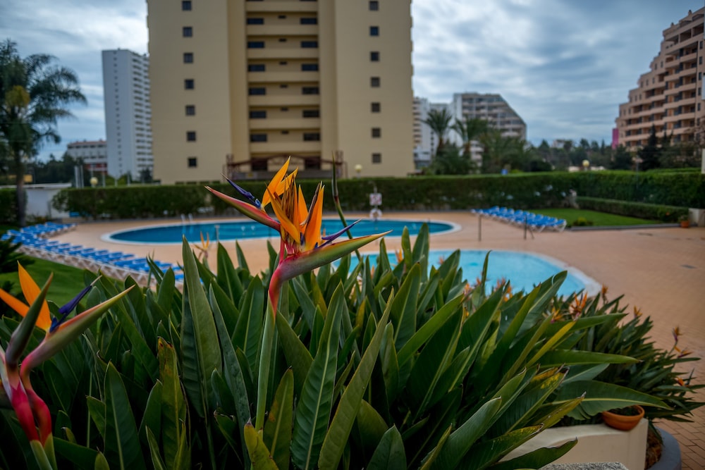 Flor da Rocha — Swimming pool in Portimão, Faro