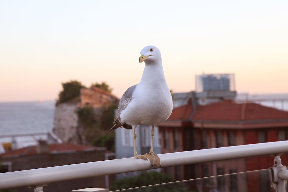 Almina Hotel - Special Class — Attractions in the area in Istanbul, Istanbul