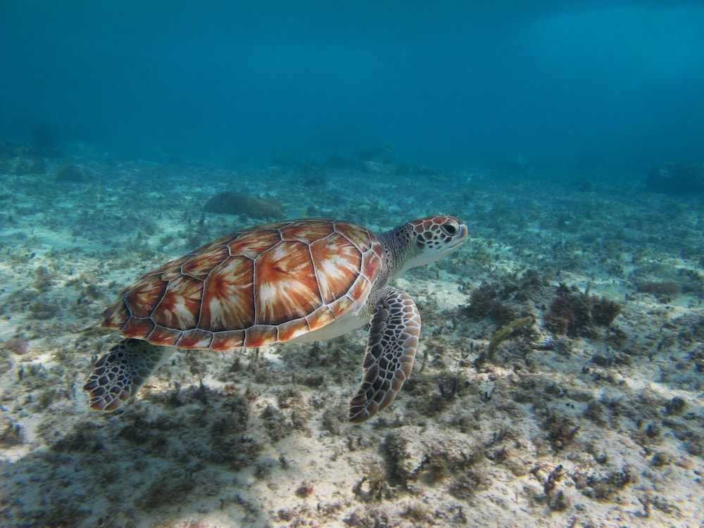 Encantada Tulum — Sports & recreation in Tulum, Quintana Roo
