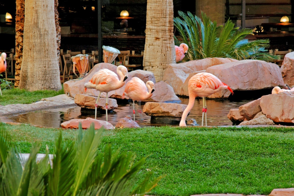 Flamingo Las Vegas Hotel & Casino — Shared spaces in Las Vegas, Nevada