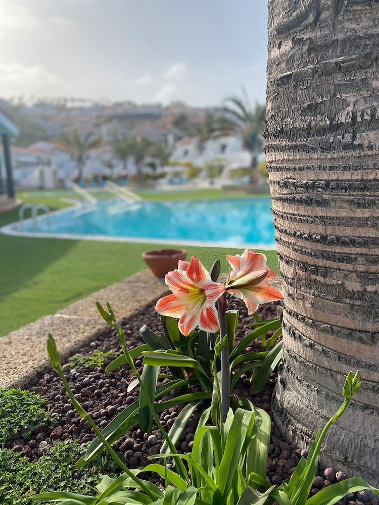 Apartamentos Malibu Park — Swimming pool in Costa Adeje, Canary Islands
