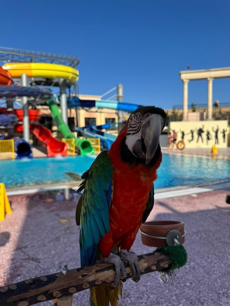 IL Mercato Splash Aqua Park — Beach in Sharm El Sheikh, Red Sea