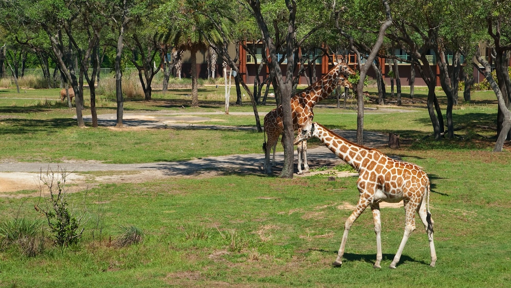 Disney's Animal Kingdom Lodge — Attractions in the area in Kissimmee, Florida