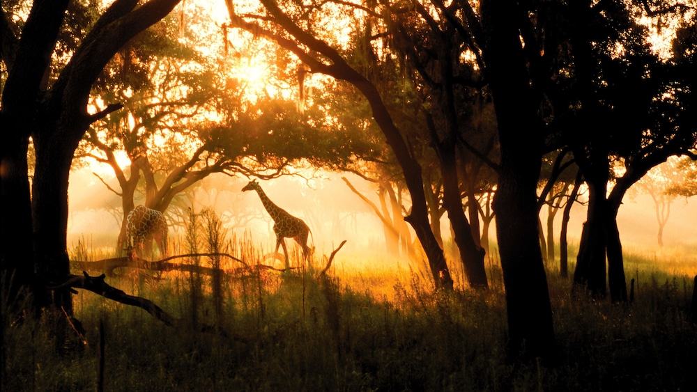 Disney's Animal Kingdom Lodge — Attractions in the area in Kissimmee, Florida