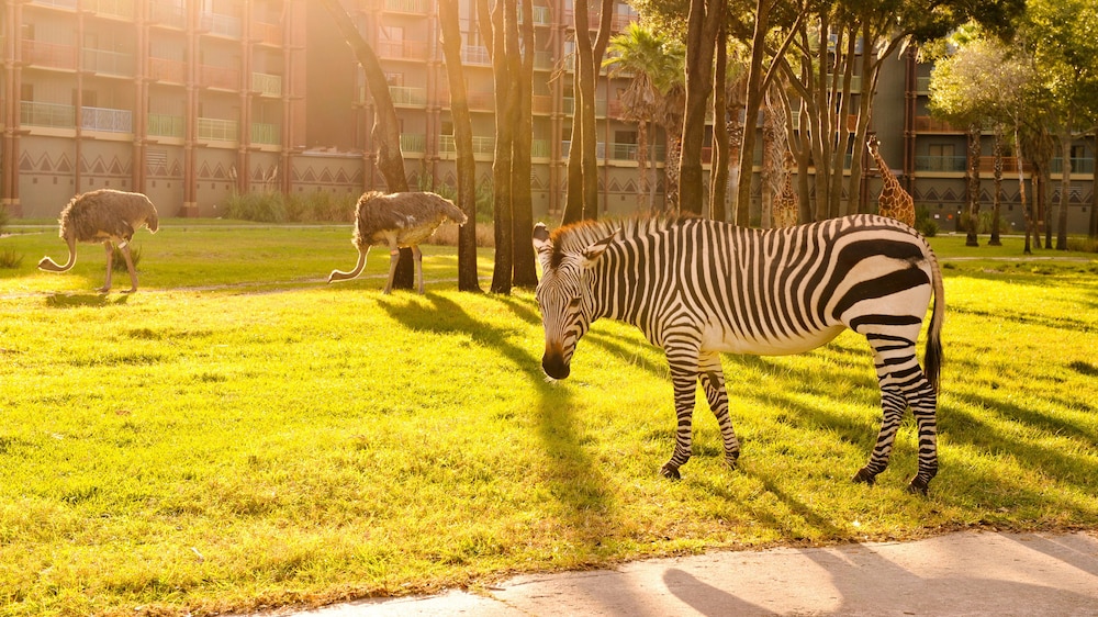 Disney's Animal Kingdom Villas - Kidani Village — Attractions in the area in Kissimmee, Florida