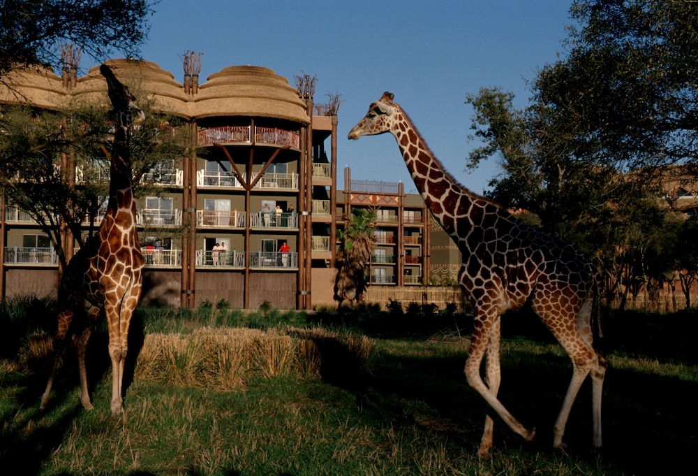 Disney's Animal Kingdom Villas - Kidani Village — Attractions in the area in Kissimmee, Florida