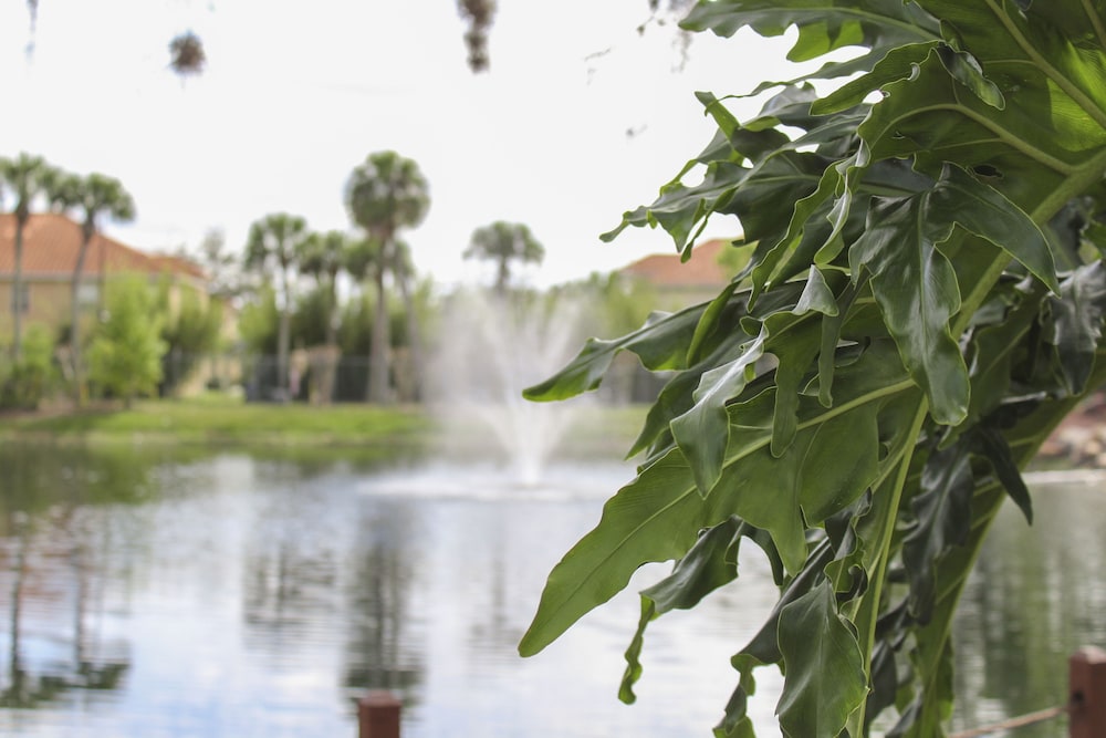 Hilton Vacation Club Polynesian Isles Kissimmee — Attractions in the area in Kissimmee, Florida
