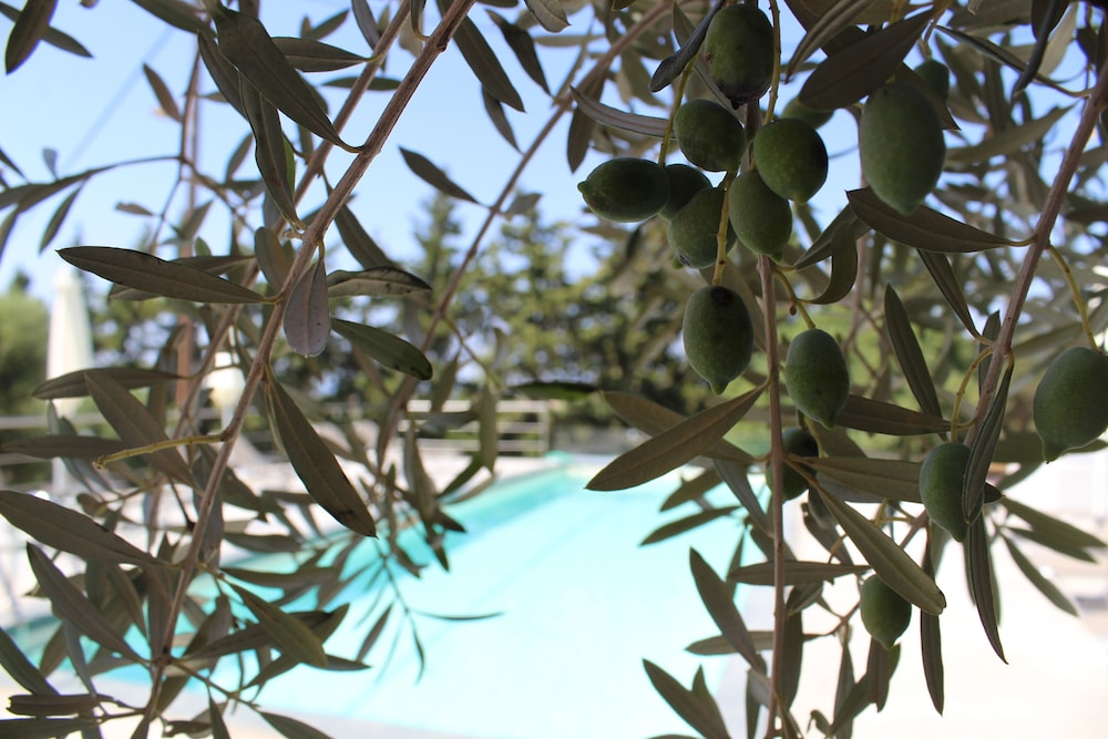 Casa Manolesos — Swimming pool in Chania
