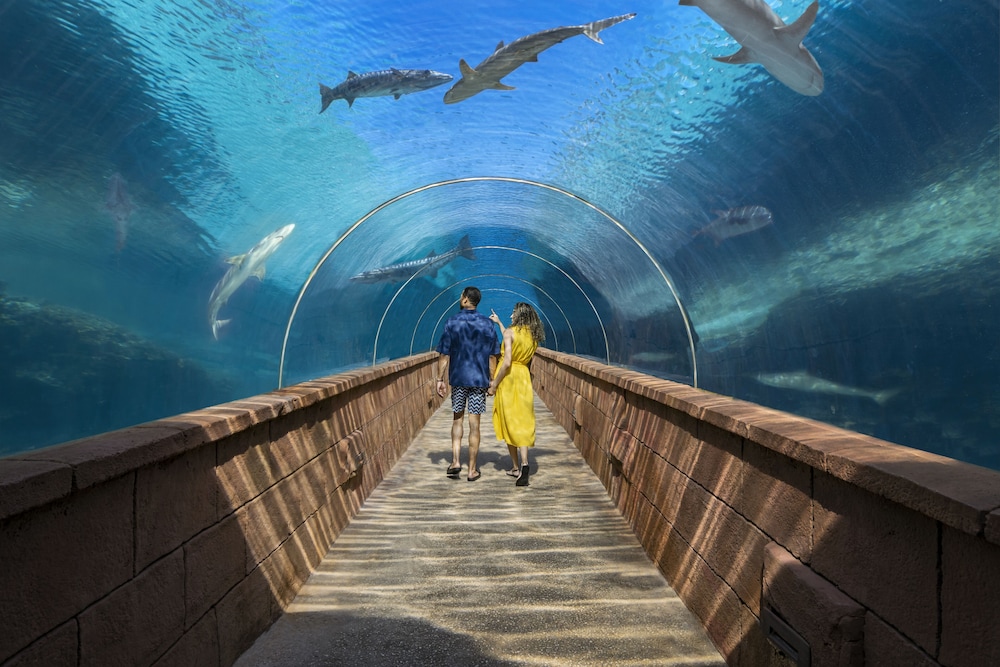 The Coral at Atlantis — Attractions in the area in Paradise Island, New Providence