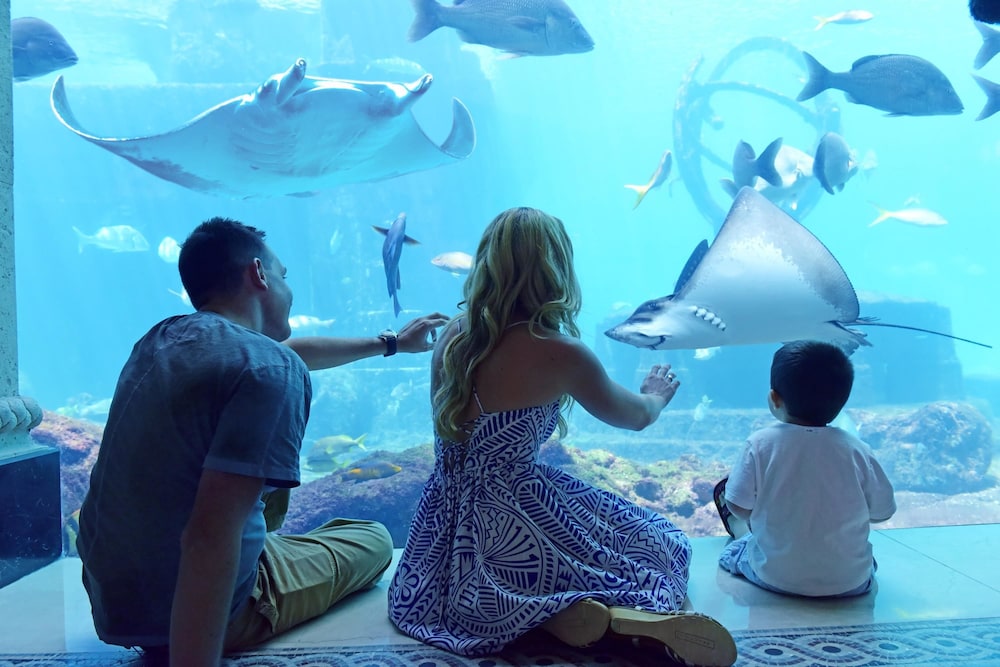 The Reef at Atlantis — Attractions for children in Paradise Island, New Providence