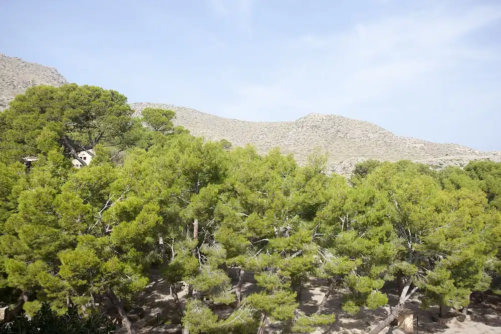 Hotel Cala Sant Vicenç - Adults Only + 16 — Attractions in the area in Puerto Pollensa, Balearic Islands