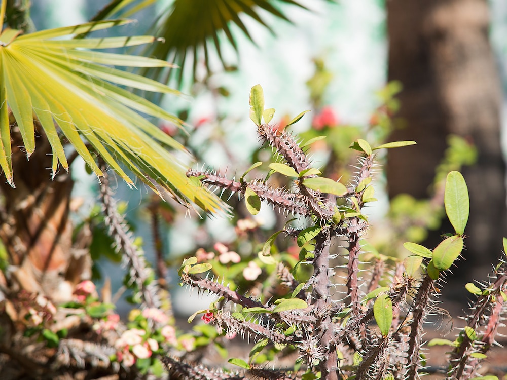 Bungalows Vistaflor — Attractions in the area in Maspalomas, Canary Islands