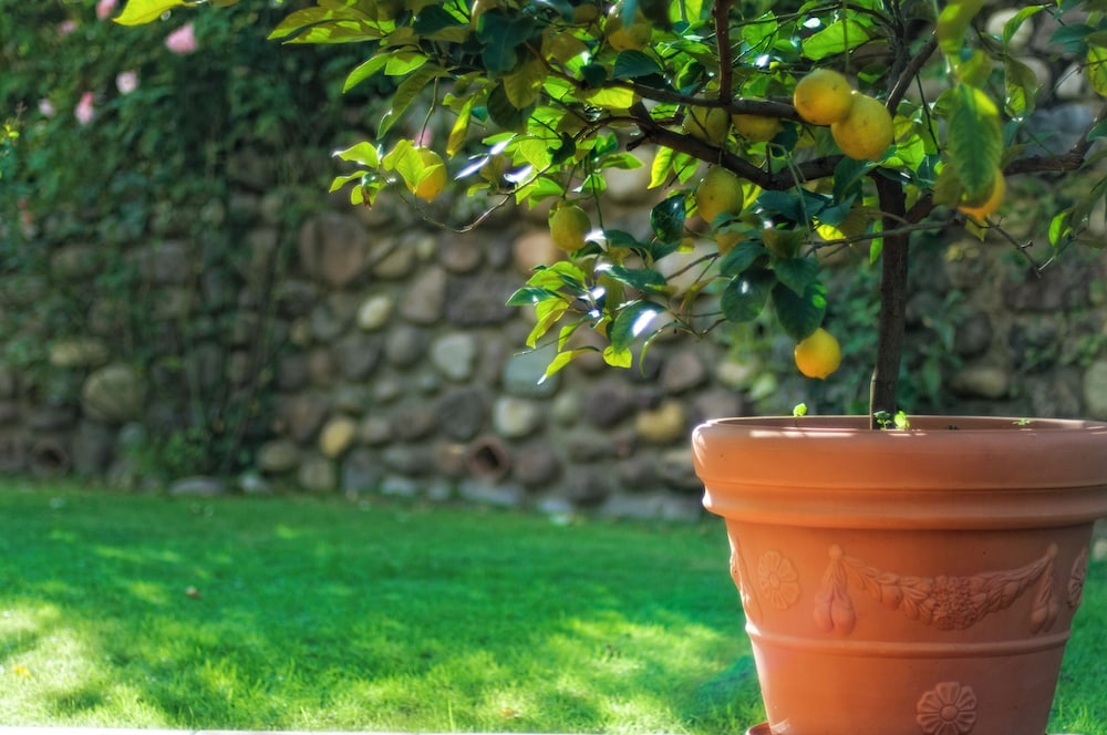 Villa Madrina Lovely and Dynamic Hotel — Attractions in the area in Garda, Veneto