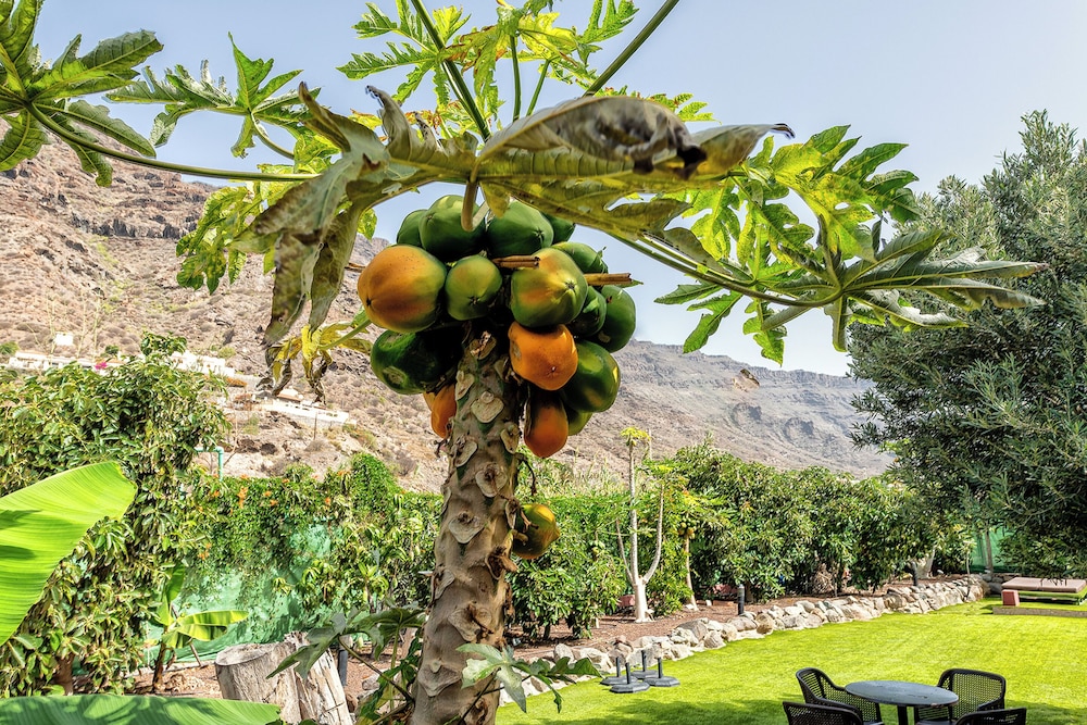 Sol Mogan Suites — Attractions in the area in Puerto de Mogan, Canary Islands