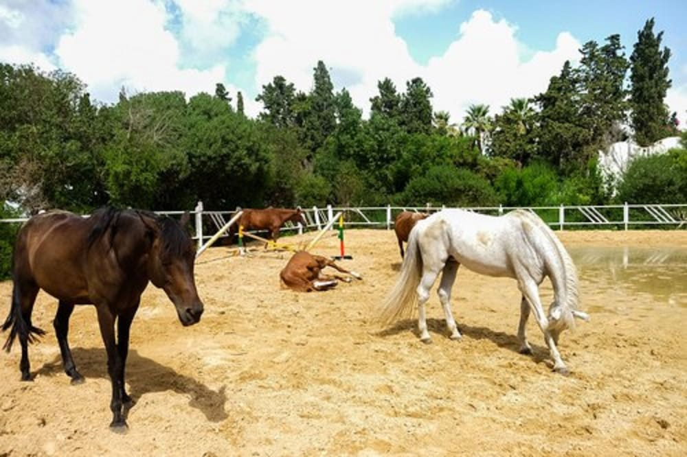 The Orangers Beach Resort and Bungalows - All Inclusive — Sports & recreation in Hammamet, Nabeul