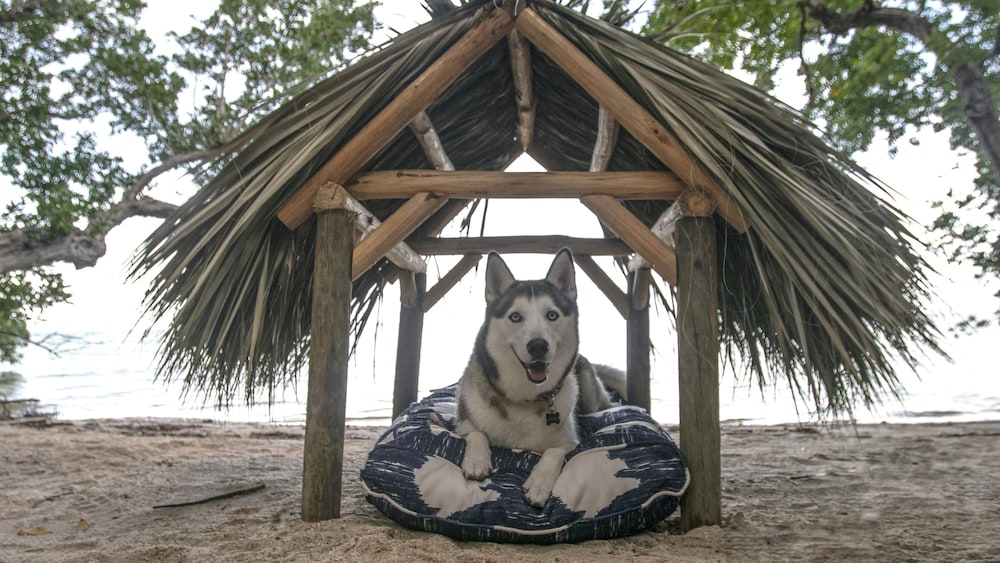 Baker's Cay Resort Key Largo, Curio Collection by Hilton — Beach in Key Largo, Florida