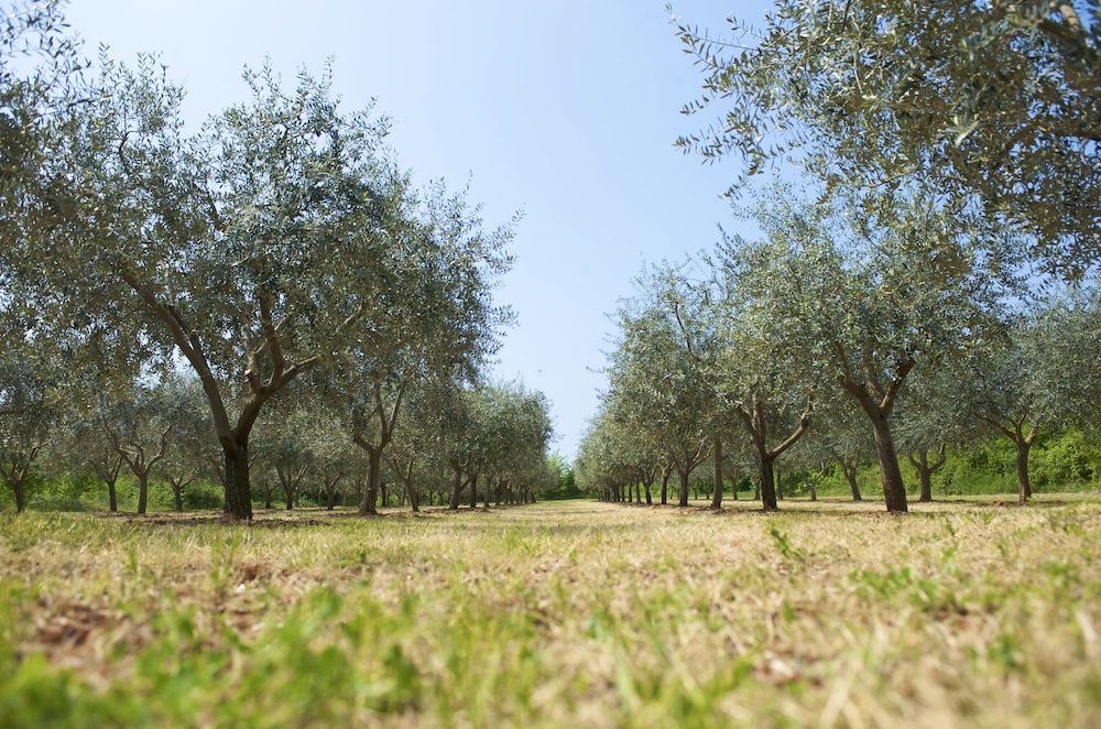 Rivalmare Boutique Hotel — Attractions in the area in Novigrad, Istria