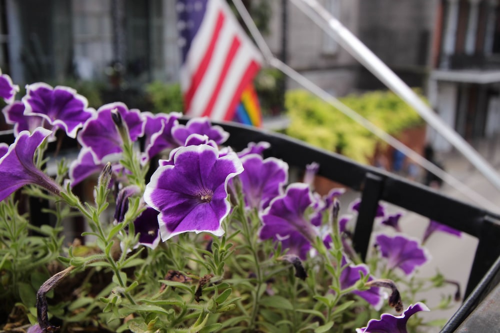 Andrew Jackson Hotel, a French Quarter Inns Hotel — Attractions in the area in New Orleans, Louisiana