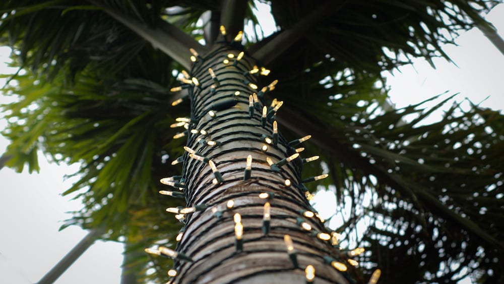 Holiday Inn Tampa North by IHG — Attractions in the area in Tampa, Florida