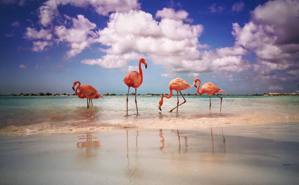 Renaissance Wind Creek Aruba Resort — Beach in Oranjestad, Aruba