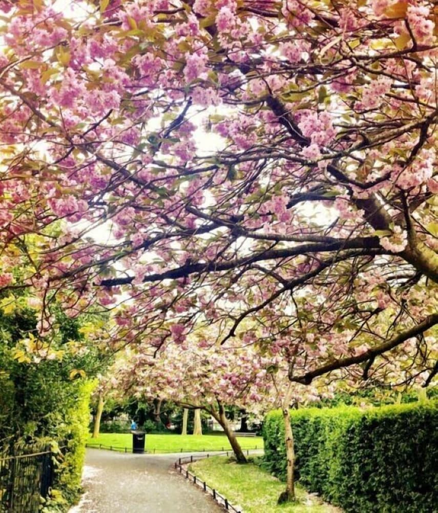 Iveagh Garden Hotel — Attractions in the area in Dublin, Dublin City
