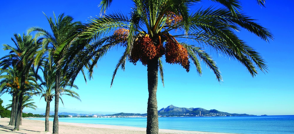 Puerto Azul Suite Hotel — Beach in Puerto Pollensa, Balearic Islands