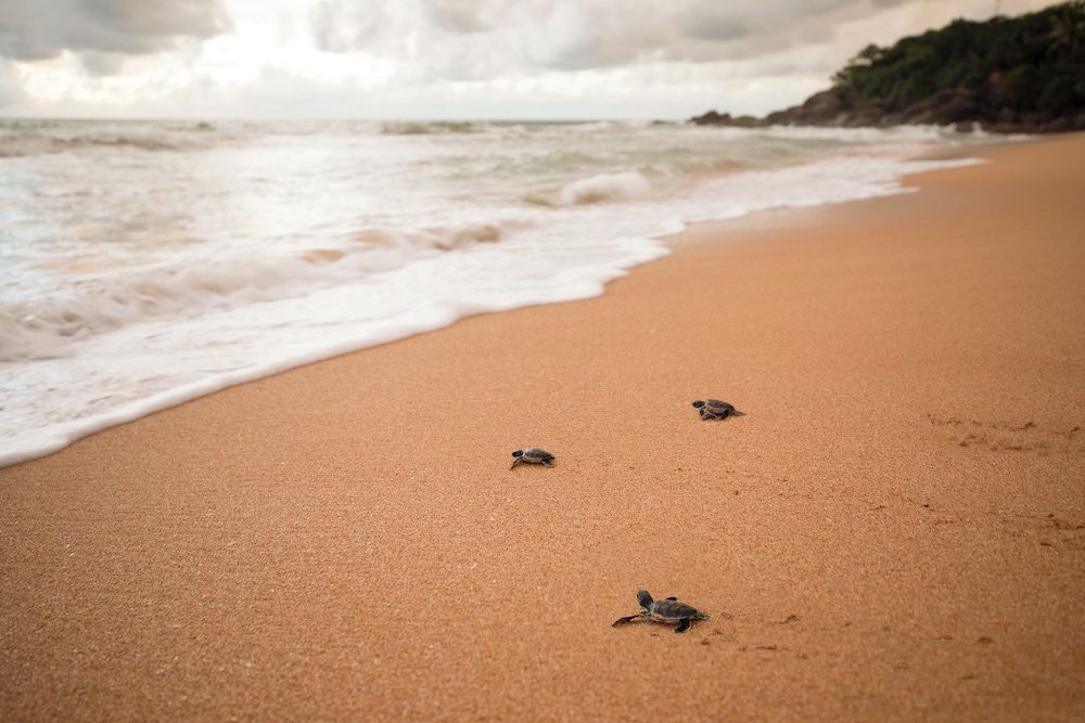 The Habitat Kosgoda by Asia Leisure — Beach in Kosgoda, Southern Province