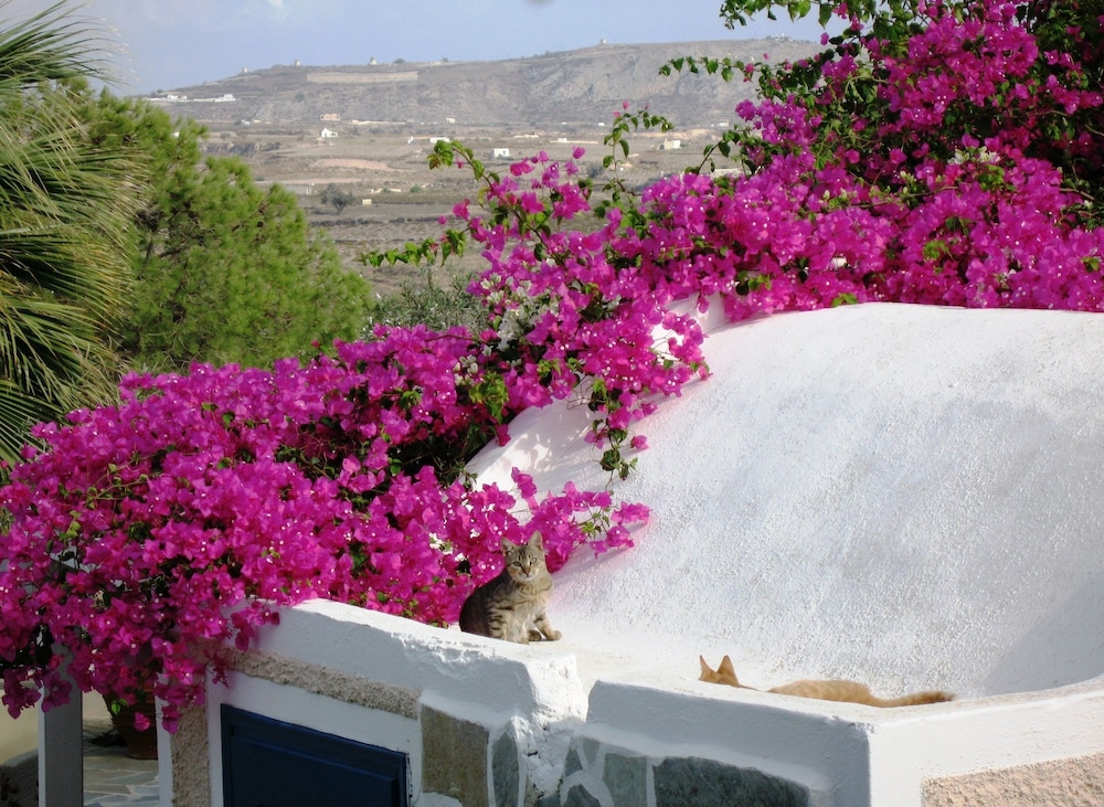 Paradise Resort — Attractions in the area in Akrotiri, South Aegean