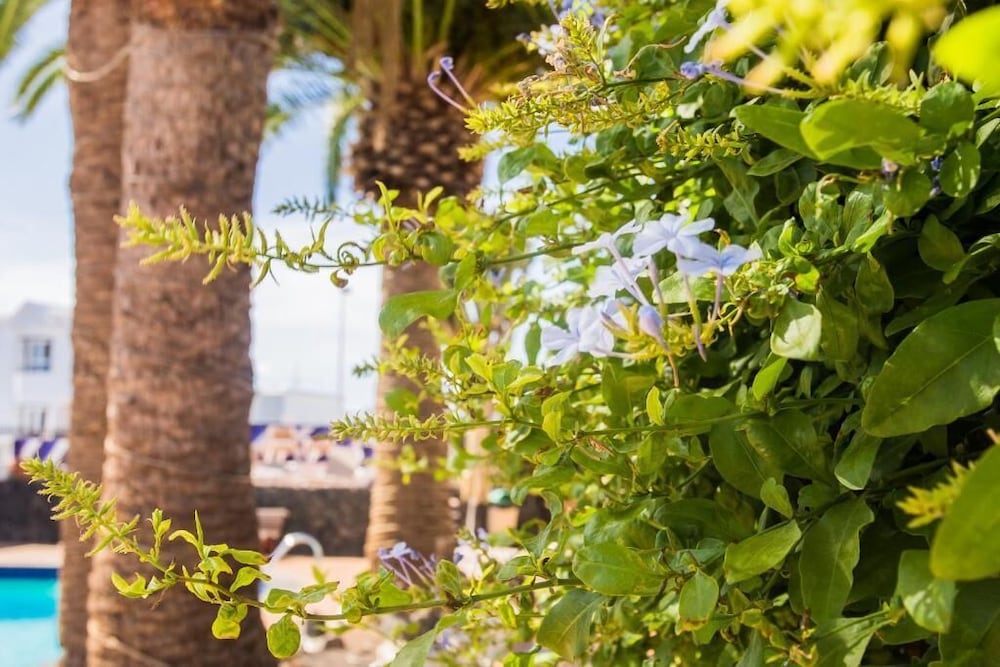 Apartamentos Los Tulipanes — Attractions in the area in Puerto del Carmen, Canary Islands