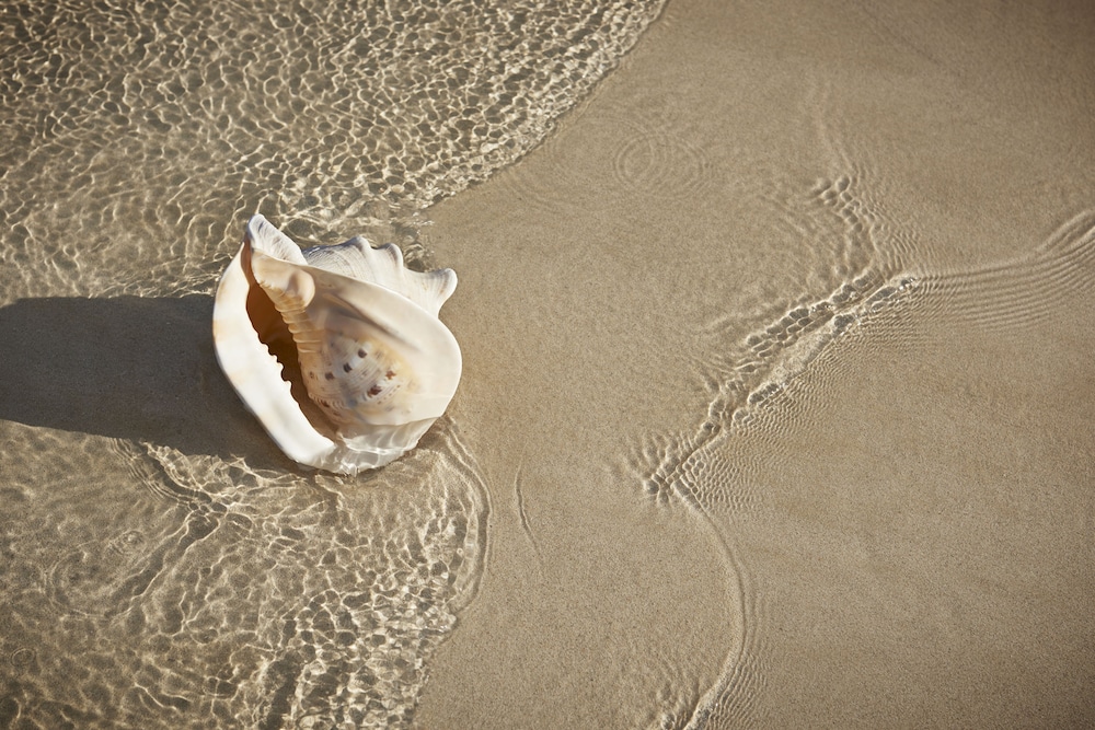 Apartamentos Atlantic Garden Beach Mate — Beach in Corralejo, Canary Islands
