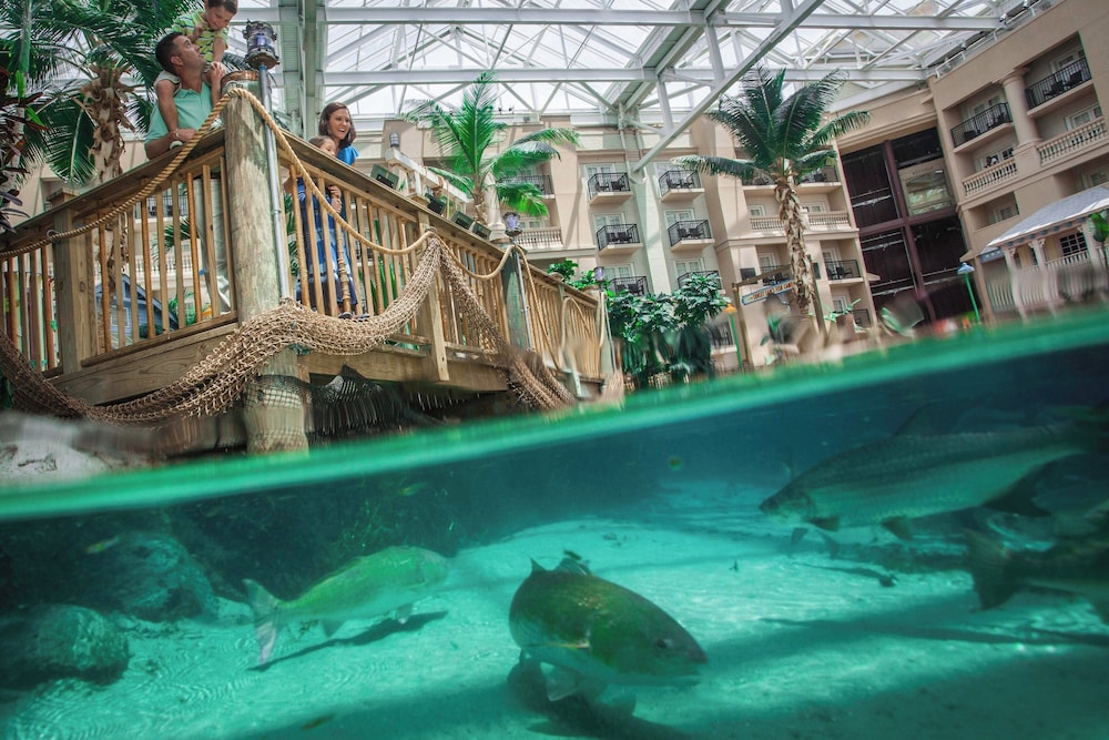 Gaylord Palms Resort & Convention Center — Swimming pool in Kissimmee, Florida