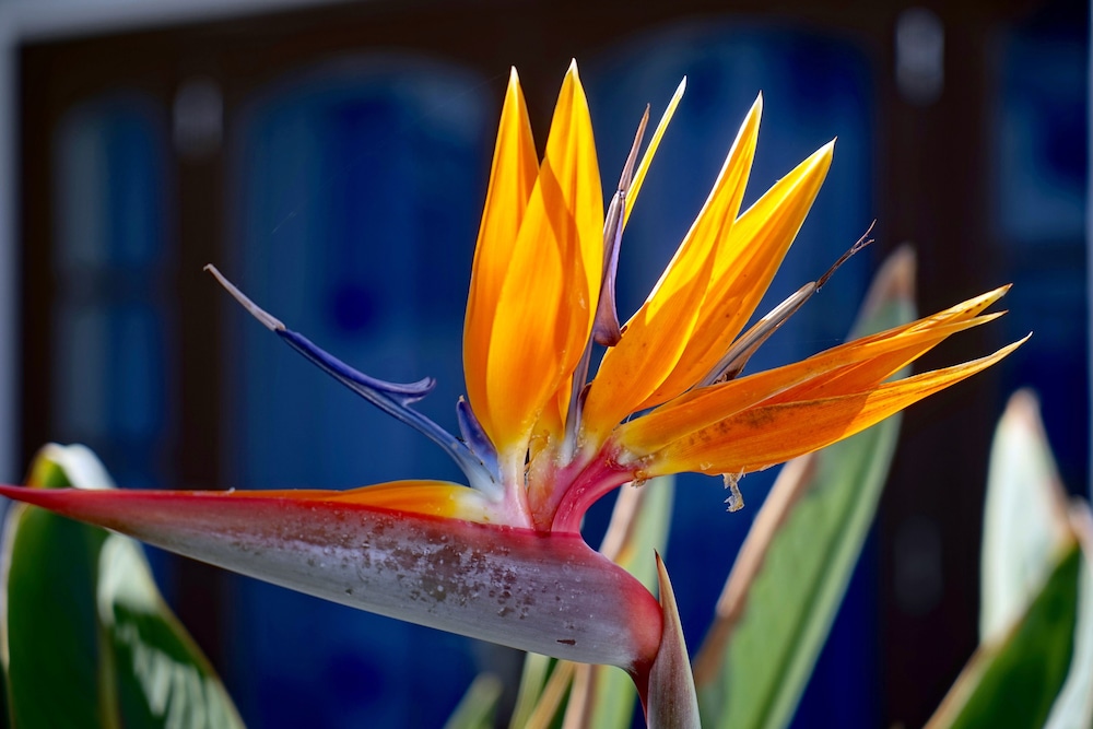 Apartamentos Plaza Azul — Attractions in the area in Puerto del Carmen, Canary Islands