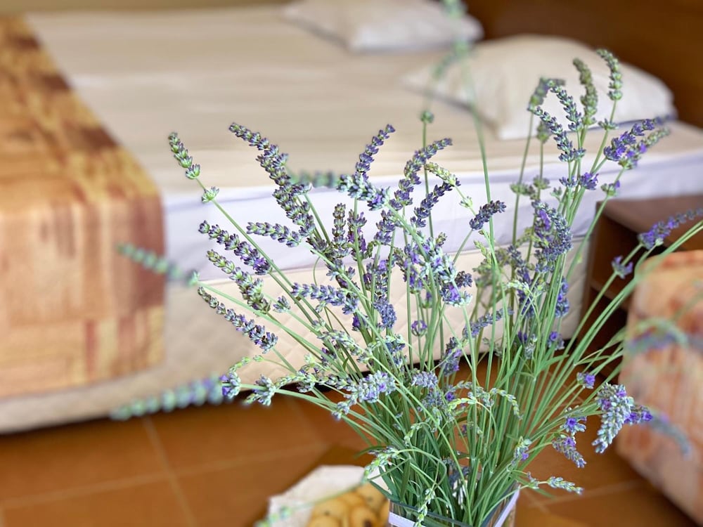 Plamena Palace — Hotel rooms in Primorsko, Burgas Region