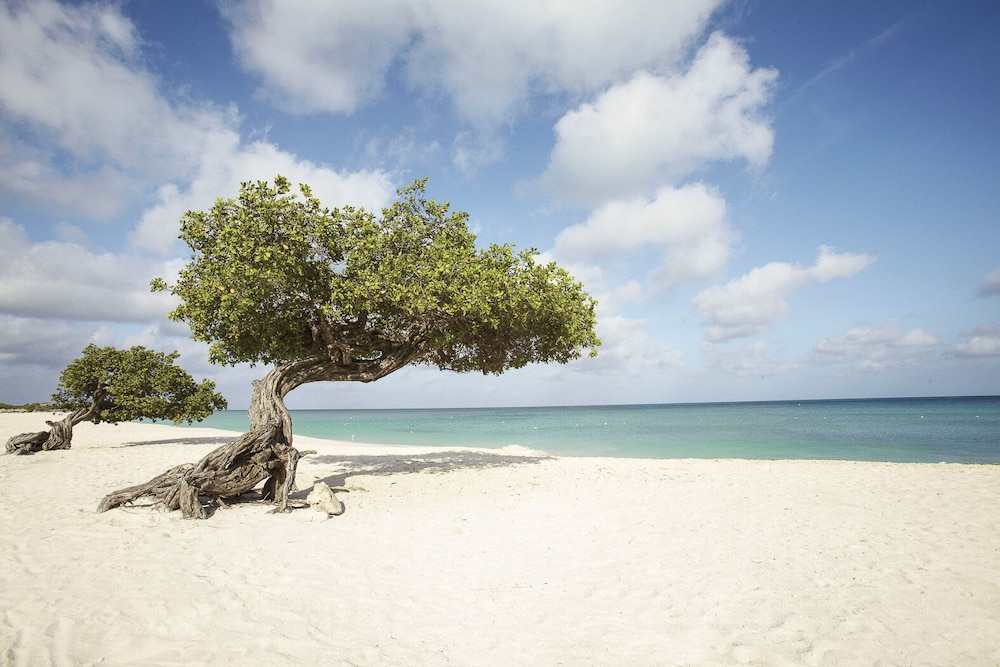 Eagle Aruba Resort — Beach in Oranjestad, Aruba