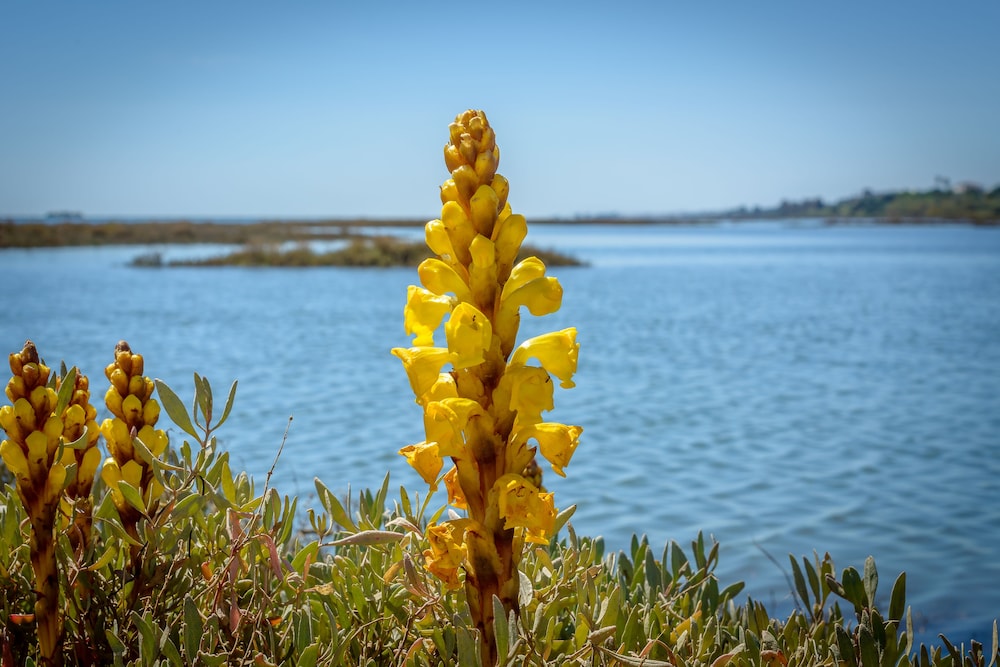 Pedras da Rainha — Attractions in the area in Cabanas de Tavira, Faro