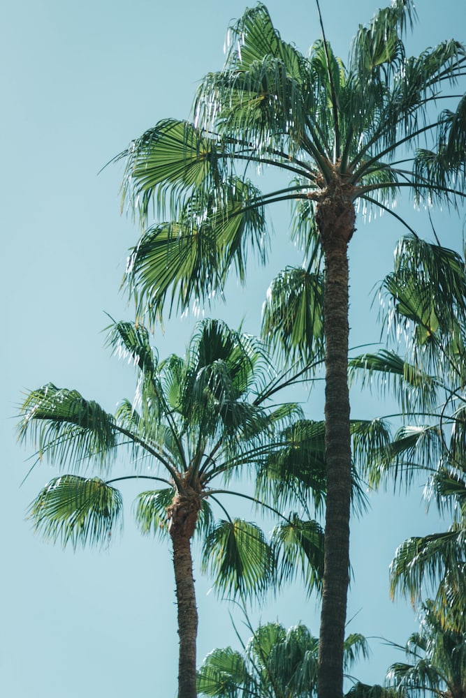 Apartamentos El Palmar — Attractions in the area in Playa del Ingles, Canary Islands