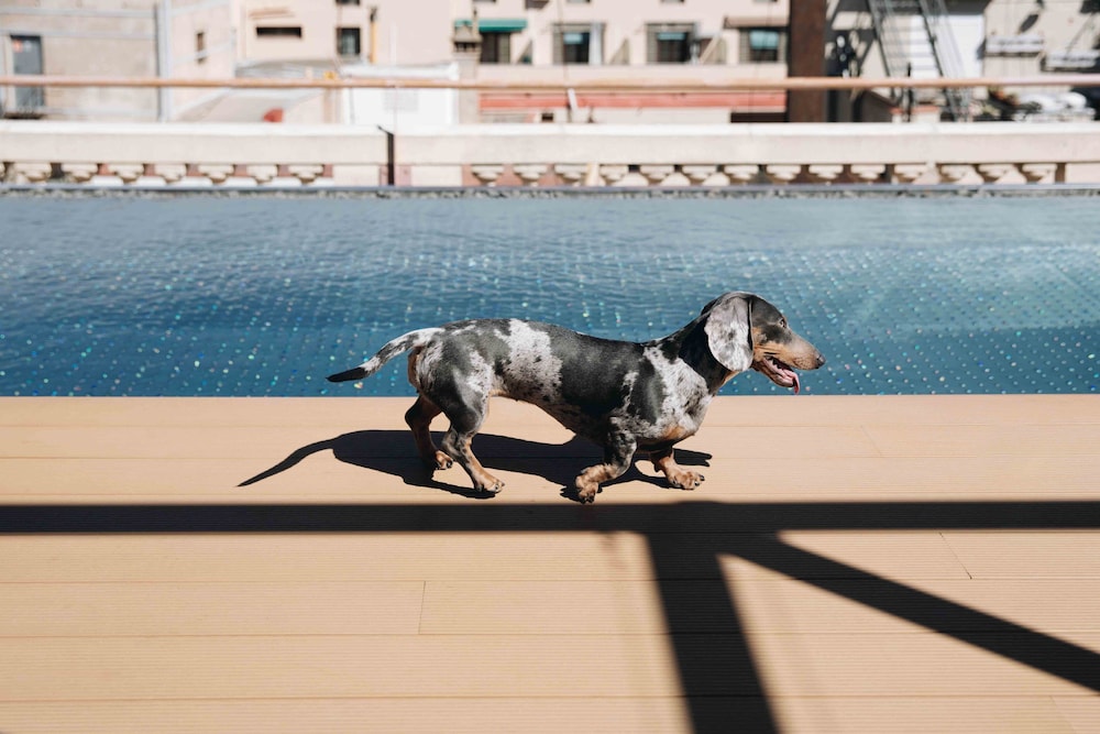 Kimpton Vividora Hotel by IHG — Swimming pool in Barcelona, Catalonia