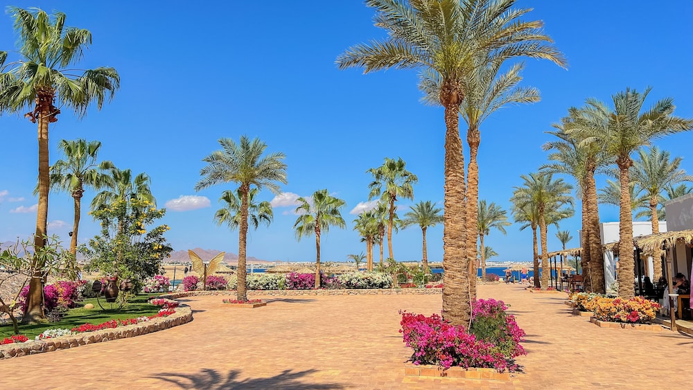 Club Reef Resort & Spa — Beach in Sharm El Sheikh, Red Sea