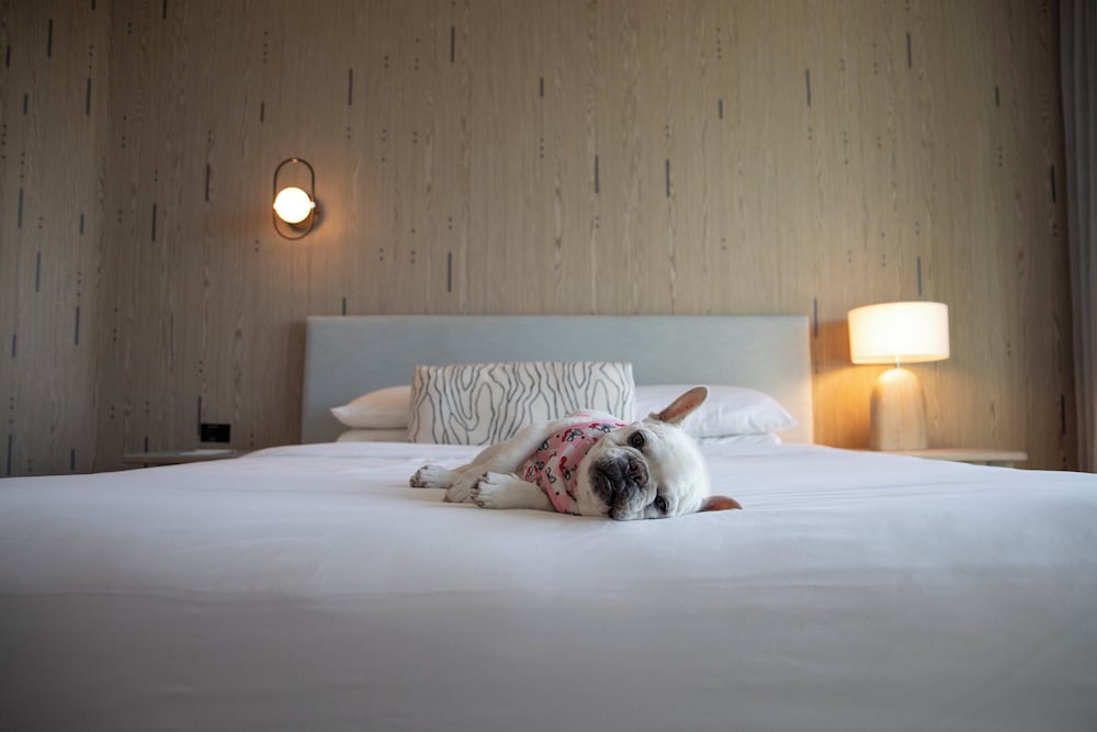 Kimpton Hotel Palomar South Beach by IHG — Hotel rooms in Miami, Florida