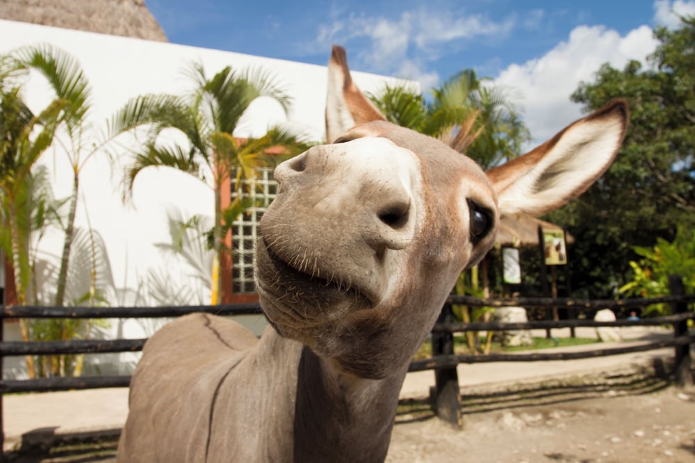 Sandos Caracol Nature Resort & Water Park All Inclusive — Outdoor in Playa del Carmen, Quintana Roo
