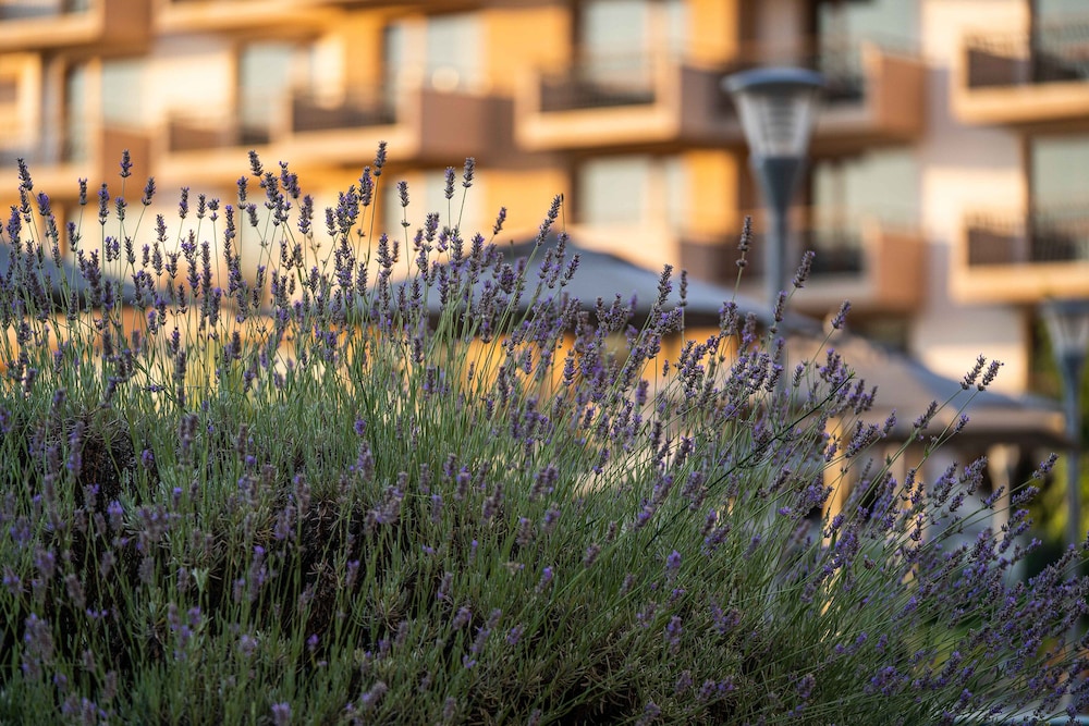 HVD Club Hotel Miramar - Ultra All Inclusive — Hotel building in Obzor, Burgas Region
